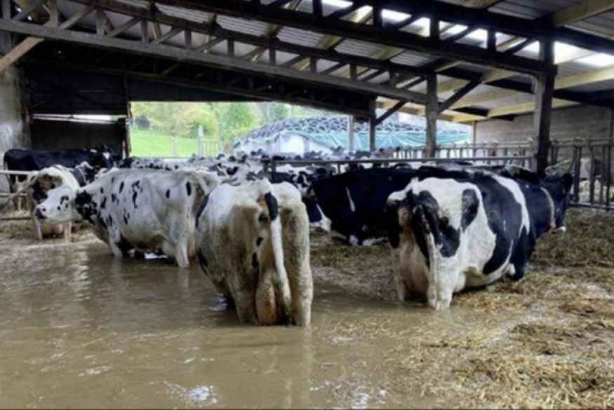 L'Avesnois solidaire des éleveurs inondés du Pas-de-Calais